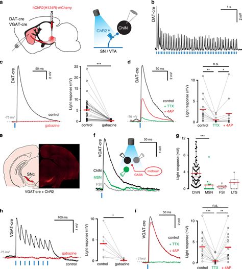 chin sync meaning|cholinergic interneurons striatum.